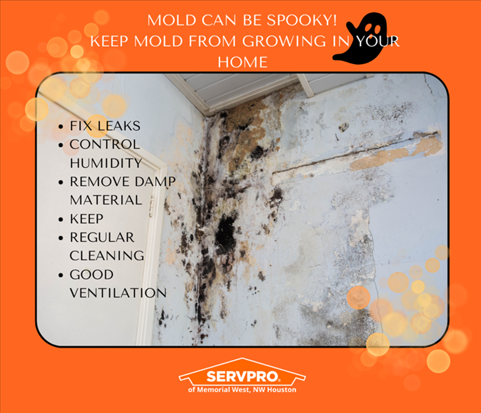 mold prevention, mold removal, mold cleanup