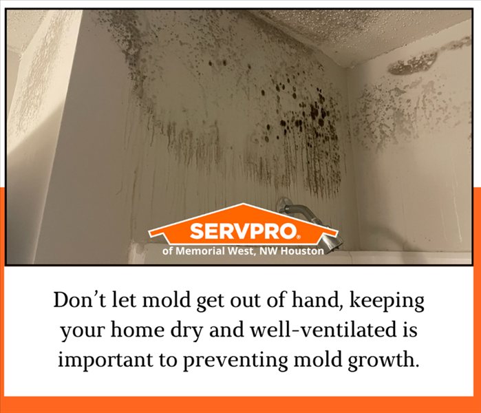 mold removal company near me, bathroom mold removal, mold removal, premier mold remediation in Houston